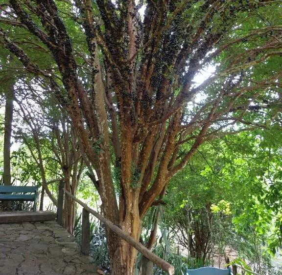 Hotelli Solar Dos Montes