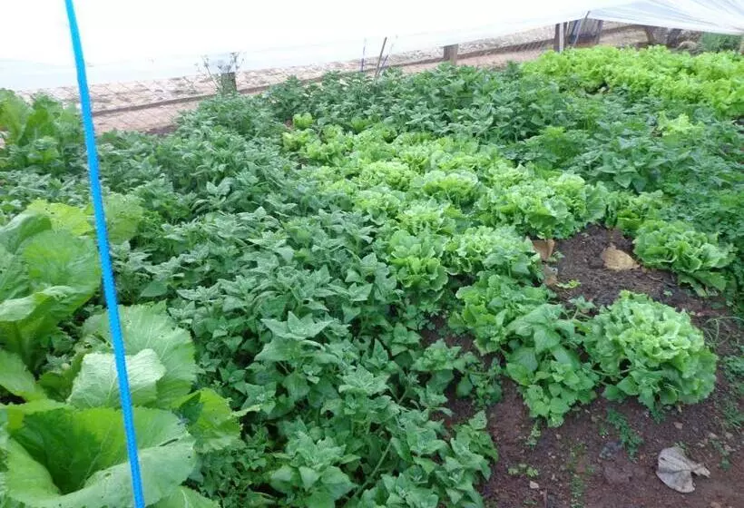 Hotelli Solar Dos Montes