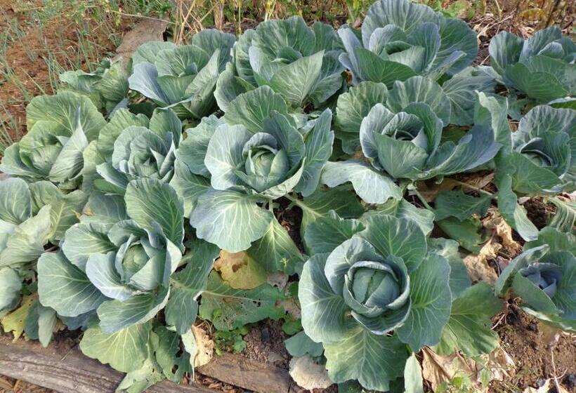 فندق Solar Dos Montes