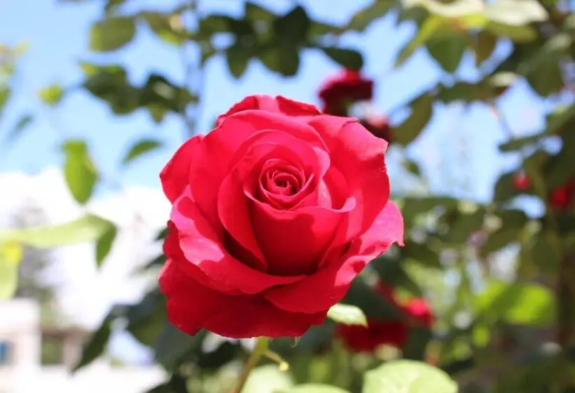 ホテル Ristorante O Palmo Inn