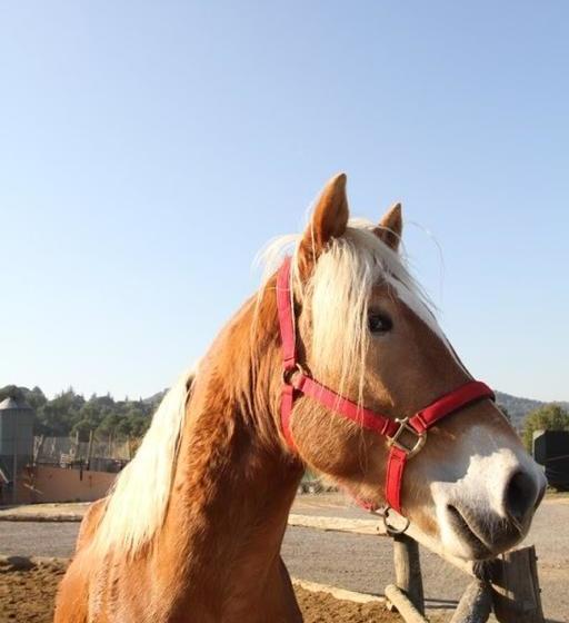 هتل Masia Can Sala