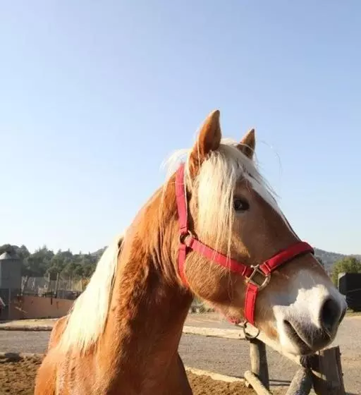 ホテル Masia Can Sala