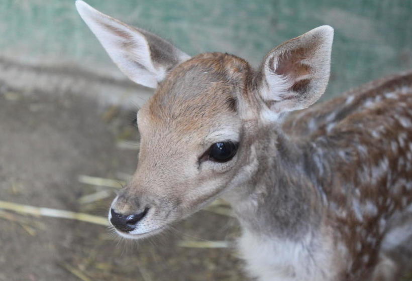 هتل Masia Can Sala