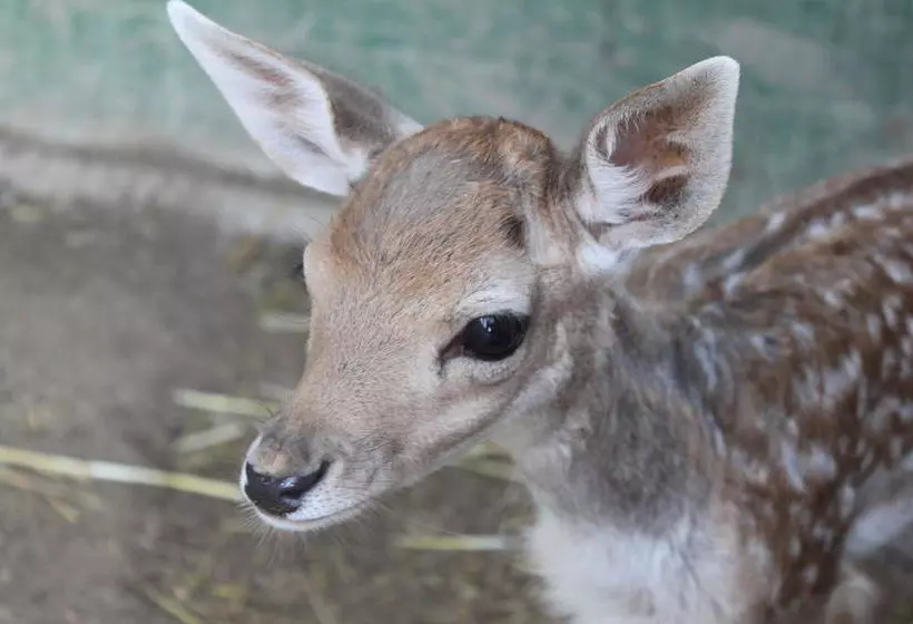 ホテル Masia Can Sala