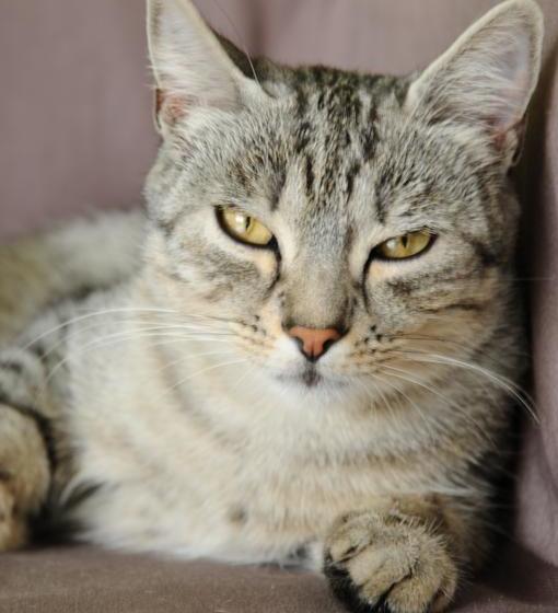 Bed & Breakfast Domaine De La Pépinière