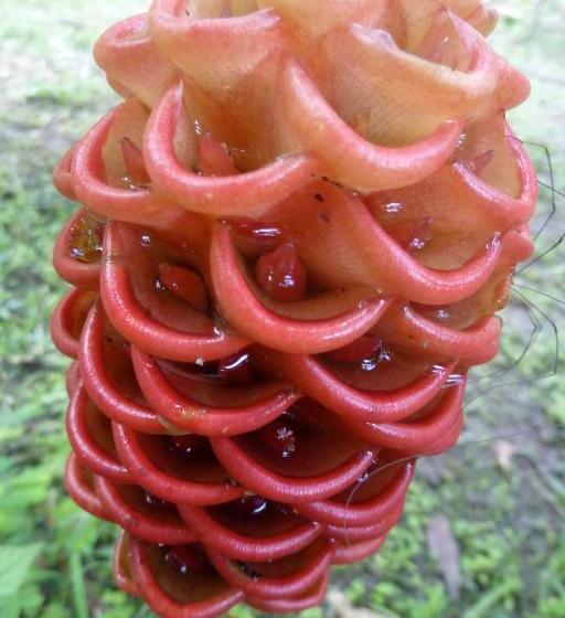 Szálló Finca Carpe Diem Ecolodge