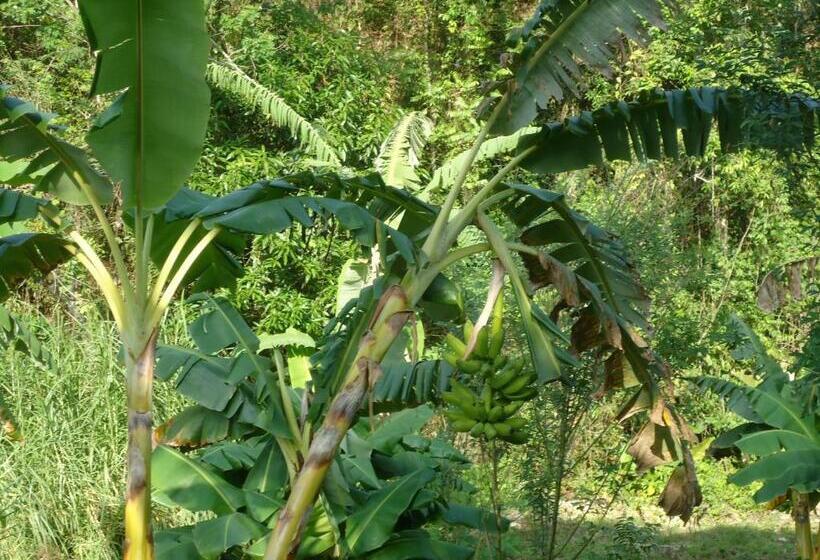 Szálló Finca Carpe Diem Ecolodge