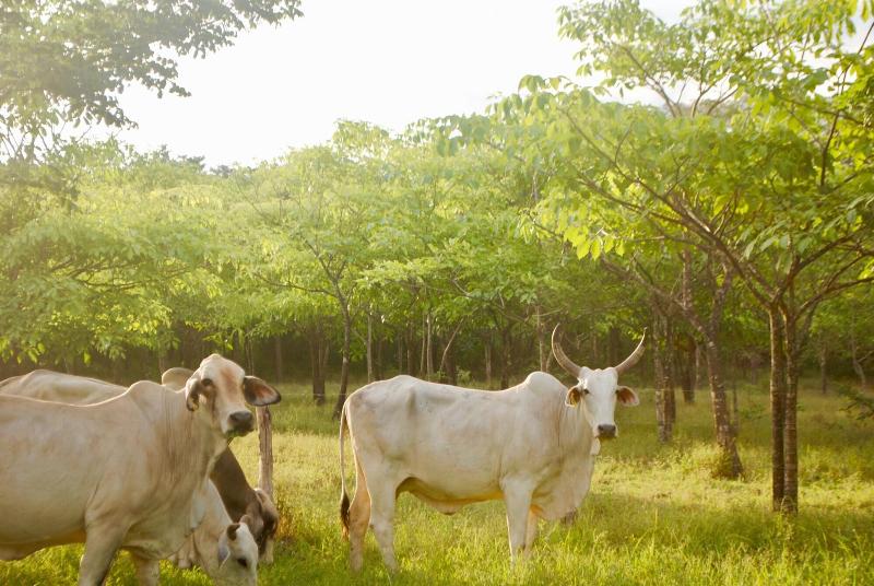 호텔 Diria Santa Cruz