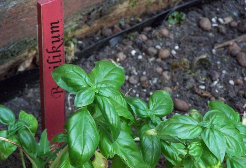 הוסטל Penthouse Backpackers