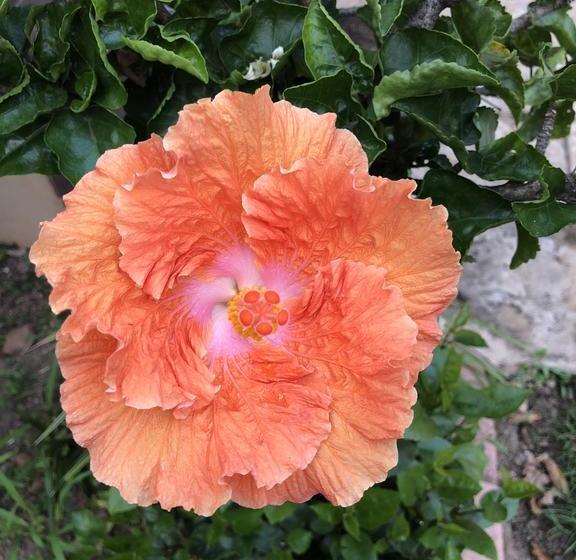 בית מלון כפרי Sunrise Boutique