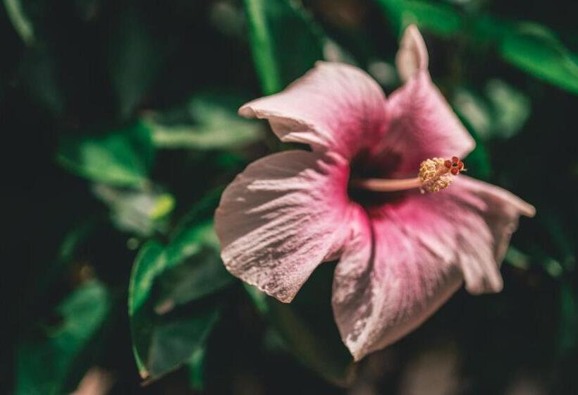 Общежитие Los Hermanos Beach Hostal