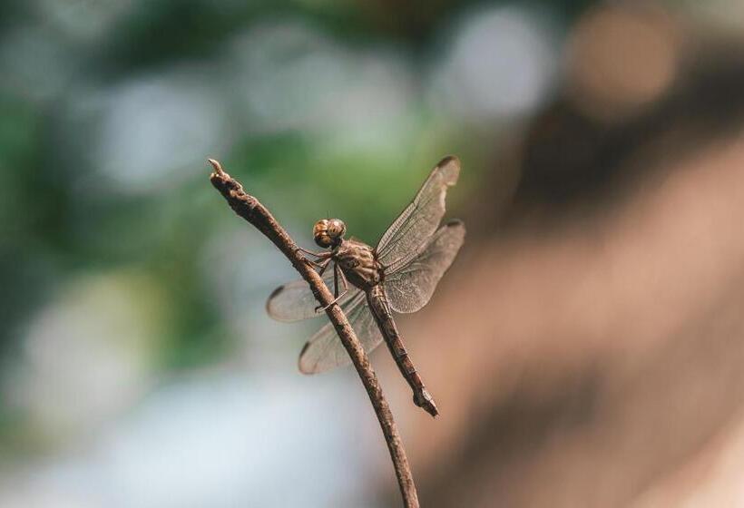 Общежитие Los Hermanos Beach Hostal