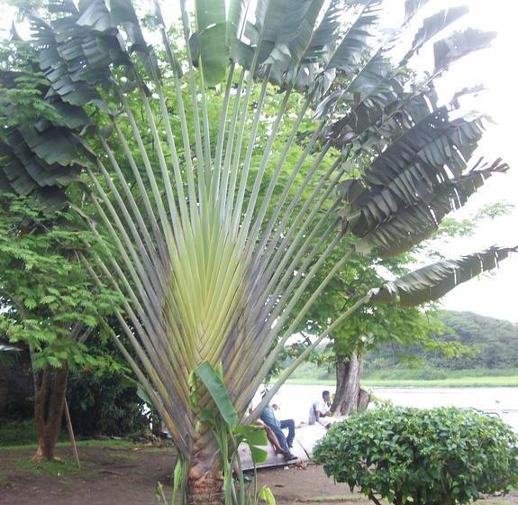 צימר Forest Lodge