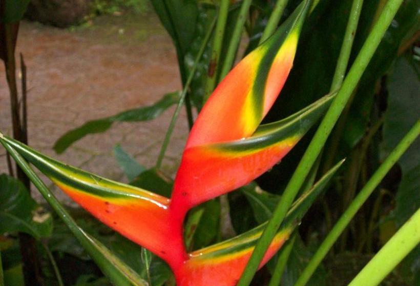 צימר Forest Lodge