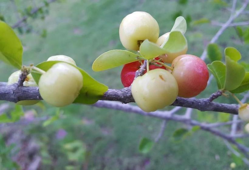 צימר Pink Palace Panama