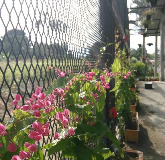 Отель Duang Dara Guesthouse