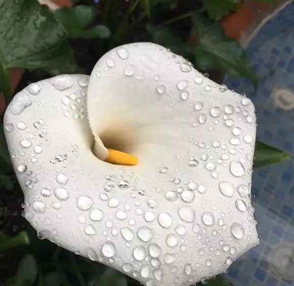 ホテル La Serrania