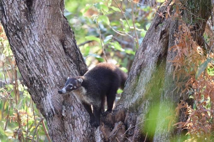 Puerto Carrillo Sunset B&b