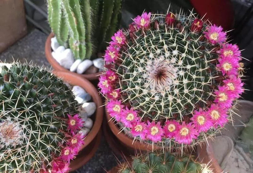 B&b Pizzeria Zur Traube