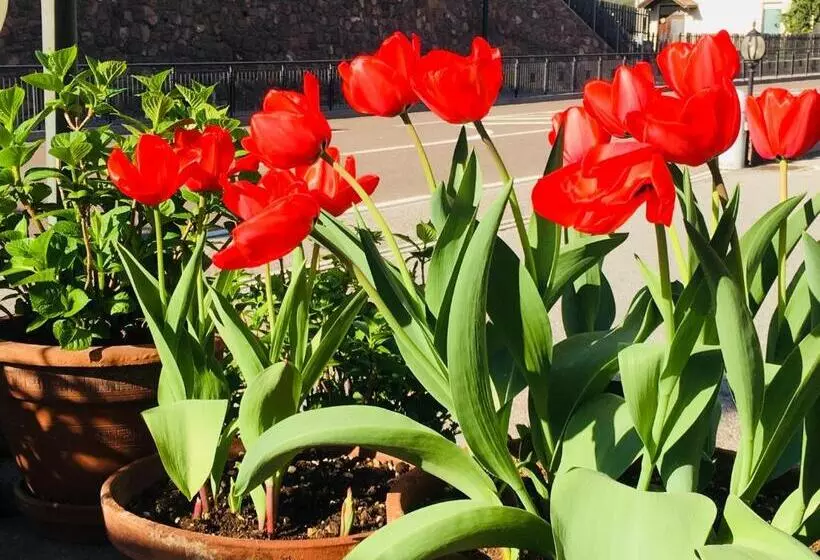 B&b Pizzeria Zur Traube