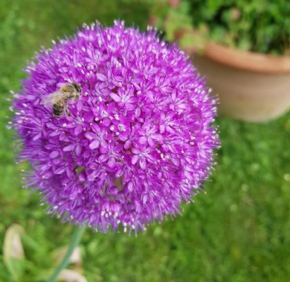 B&b Pizzeria Zur Traube