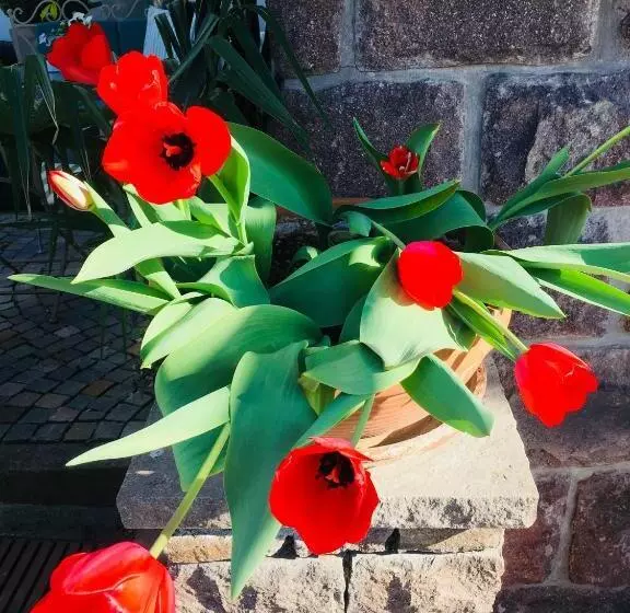 B&b Pizzeria Zur Traube