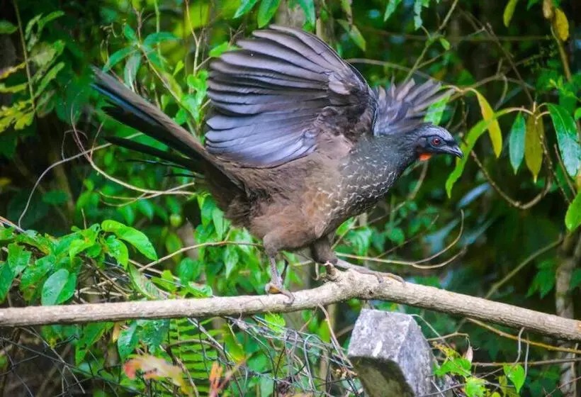 ベッドアンドブレックファースト Maison Bleue Suites