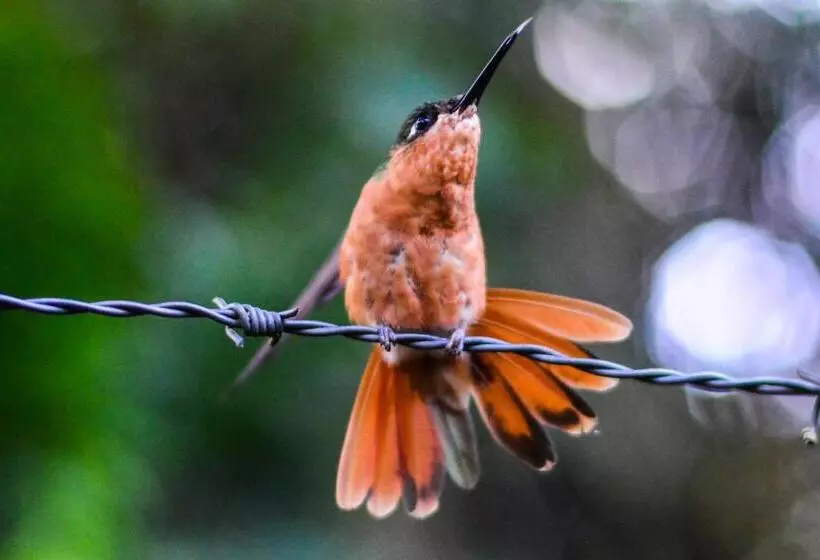 ベッドアンドブレックファースト Maison Bleue Suites