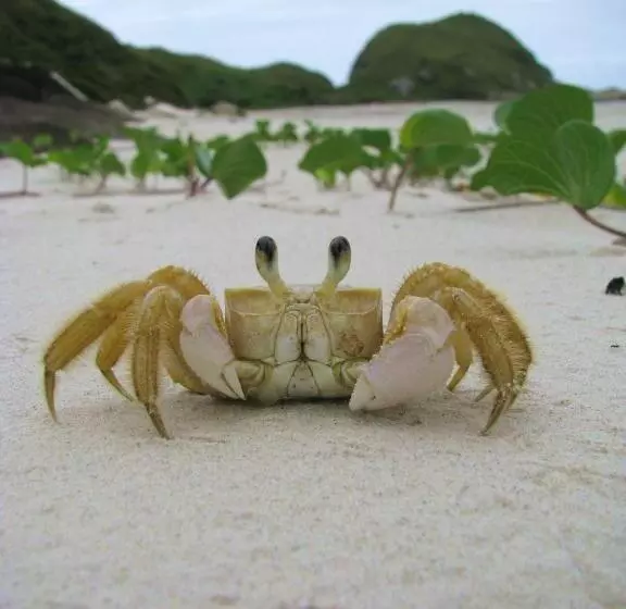 ホテル Pousada Renascer