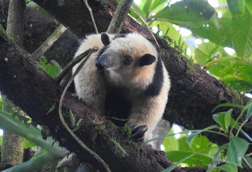 הוסטל Heliconias Rainforest Lodge
