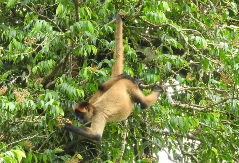 הוסטל Heliconias Rainforest Lodge