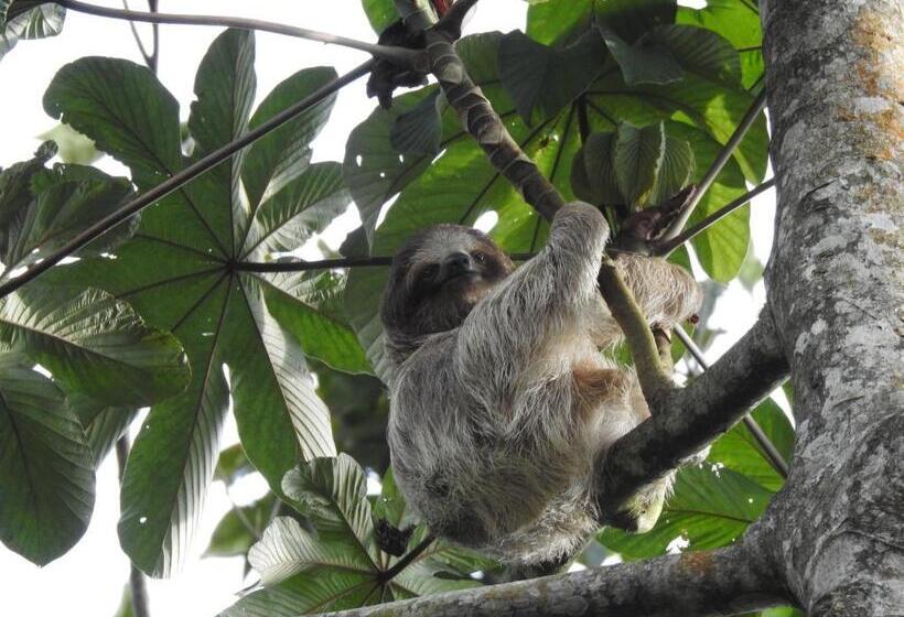 הוסטל Heliconias Rainforest Lodge