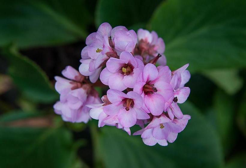 ベッドアンドブレックファースト Vila Belgica