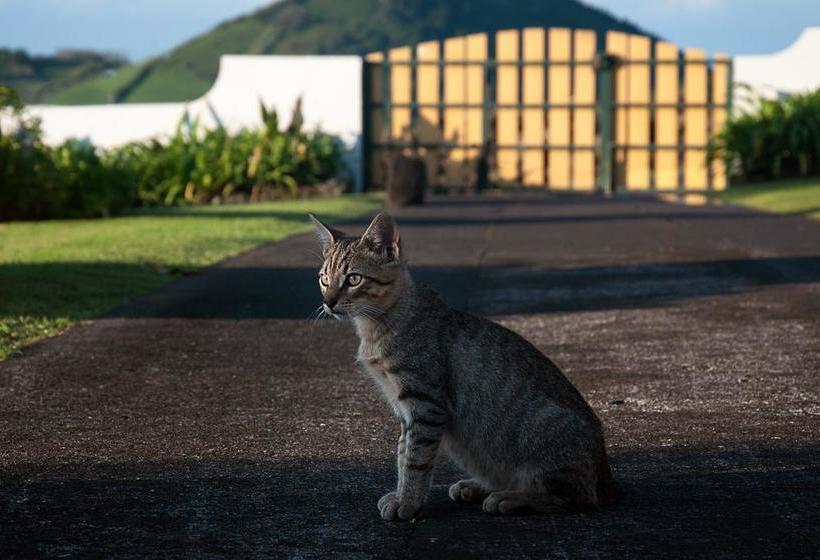 ベッドアンドブレックファースト Vila Belgica