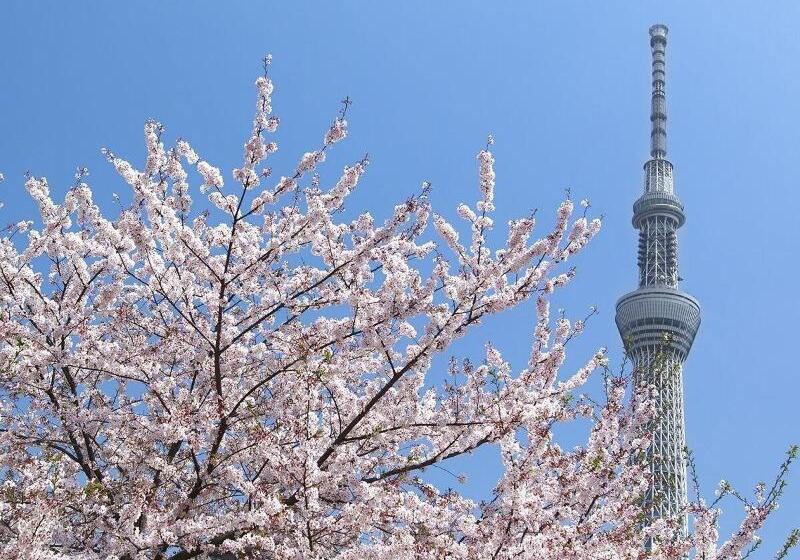 בית מלון כפרי Sakura Sky