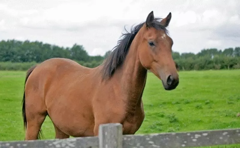 Beechgrove Farmhouse Bed And Breakfast