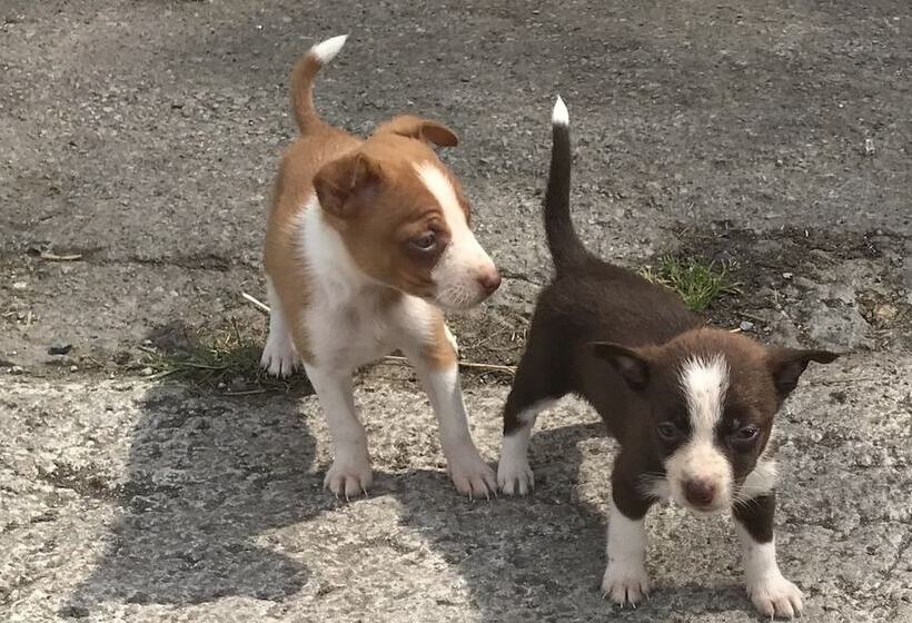 Hillview Farmhouse B&b