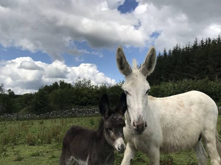 Hillview Farmhouse B&b