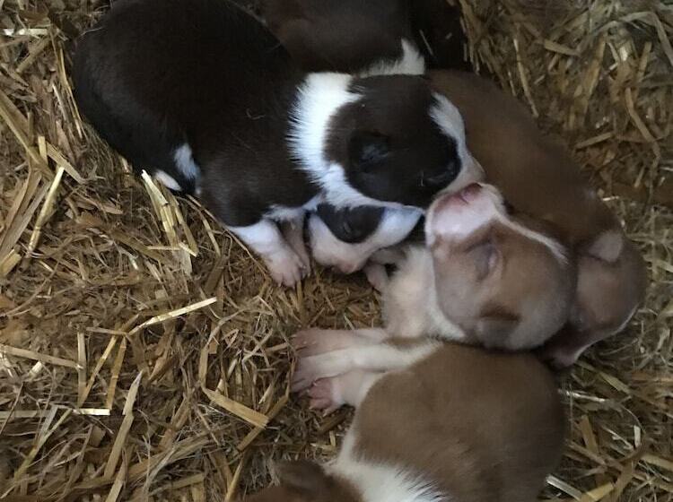 Hillview Farmhouse B&b