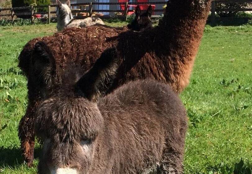 Hillview Farmhouse B&b