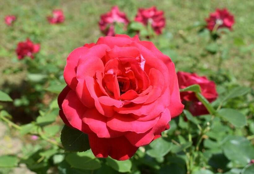 هتل Guest House Regina Mundi