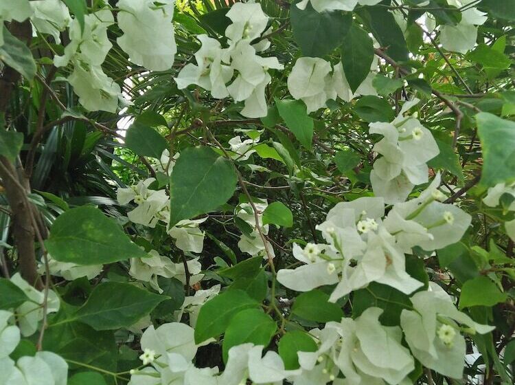 בית מלון כפרי Khaolak Tusneem Resort