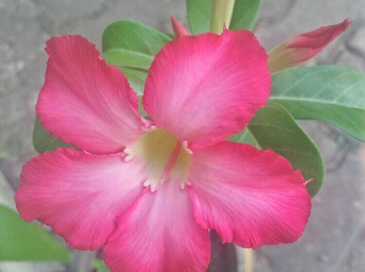 בית מלון כפרי Khaolak Tusneem Resort