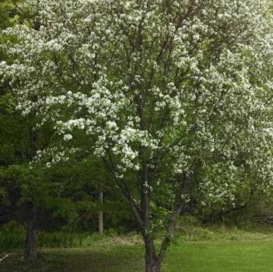 Отель Copper Kettle B&b