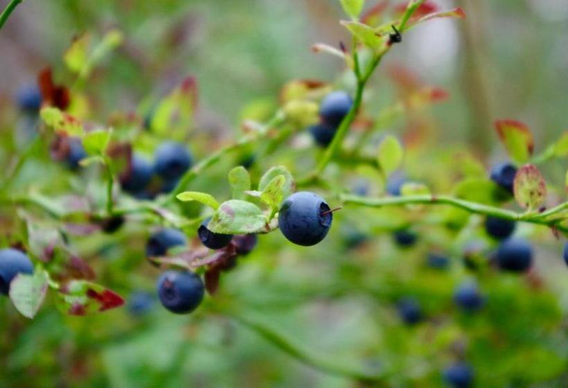 ホテル Guesthouse Arctic Heart