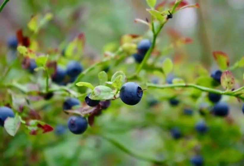 هتل Guesthouse Arctic Heart