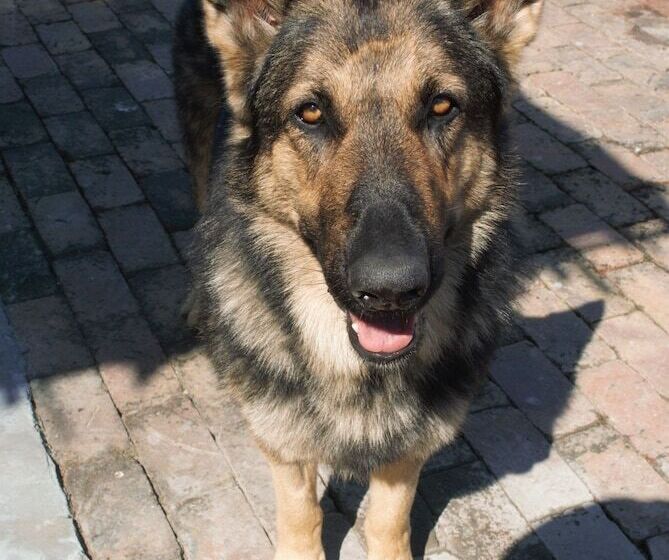 فندق Tniqua Stable Inn