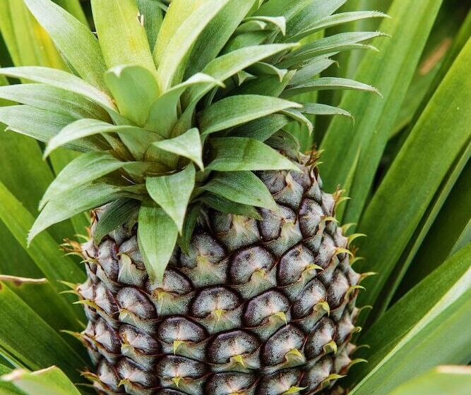 Herdade Do Ananas