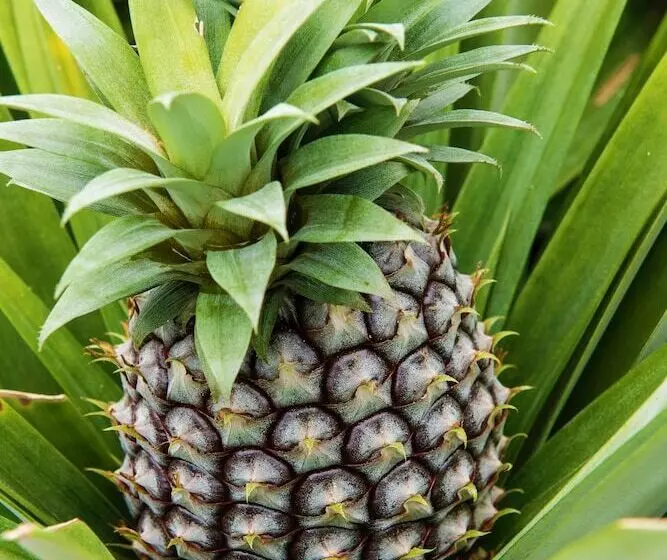 Herdade Do Ananas