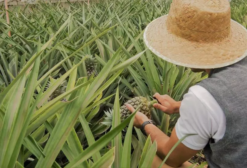 Herdade Do Ananas